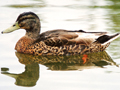Mallard